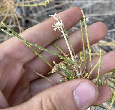 Lepidospartum squamatum, photographed by Caleb Catto