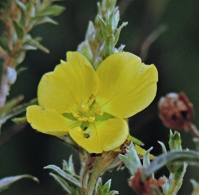 Ludwigia sericea, photographed by Hugo Hulsberg