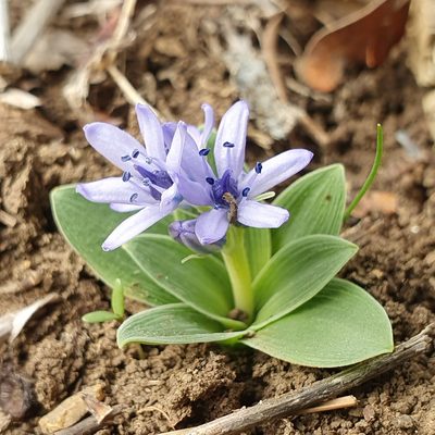 Hyacinthoides lingulata, photographed by Mehdi Chetibi