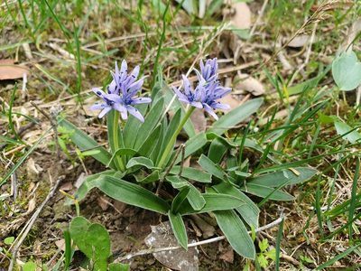 Hyacinthoides lingulata, photographed by Mehdi Chetibi