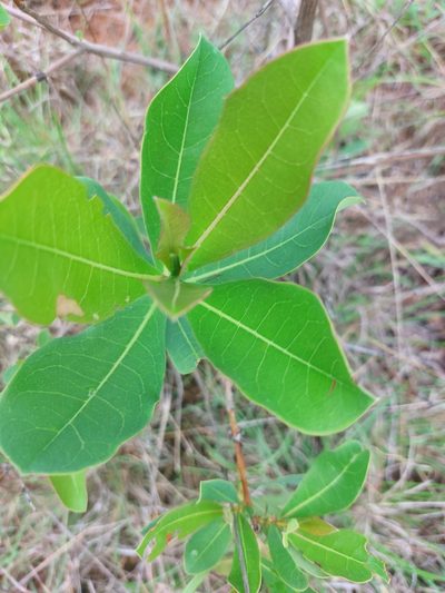 Terminalia brachystemma, photographed by Manuel R Popp
