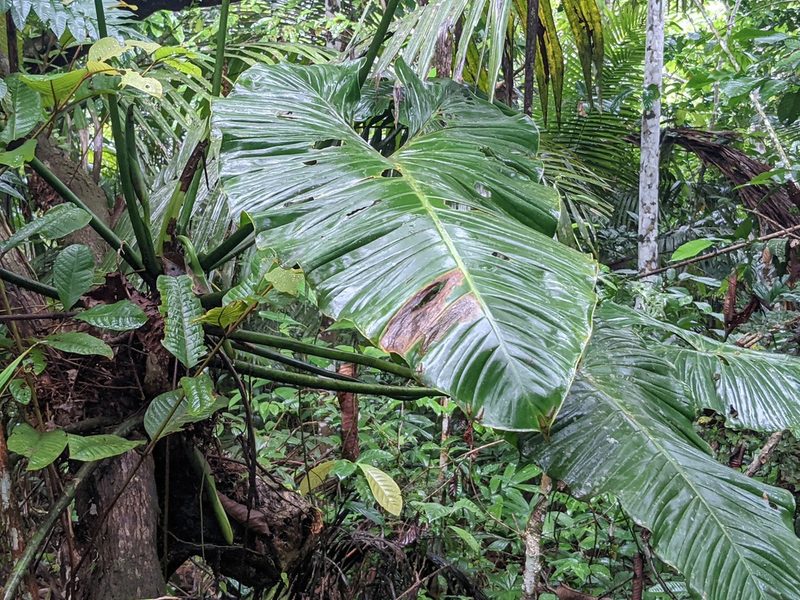 Philodendron deflexum, photographed by Zoltán Stekkelpak