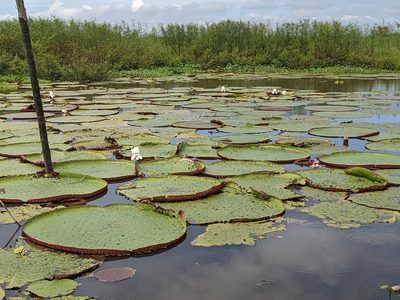 Victoria amazonica, photographed by Zoltán Stekkelpak