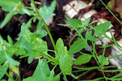 Atriplex nudicaulis, photographed by Георгий Виноградов (Georgy Vinogradov)