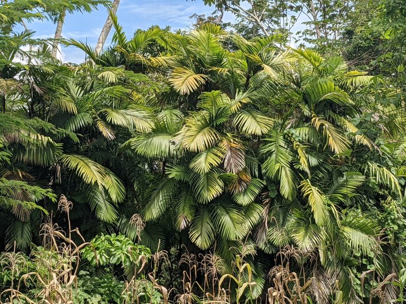 Bactris major, photographed by Zoltán Stekkelpak