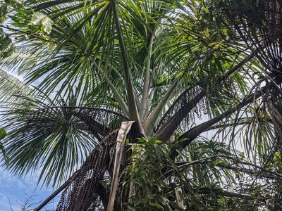 Mauritia flexuosa, photographed by Zoltán Stekkelpak