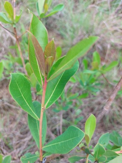 Terminalia brachystemma, photographed by Manuel R Popp