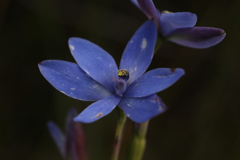 Thelymitra crinita, photographed by Hugo Innes