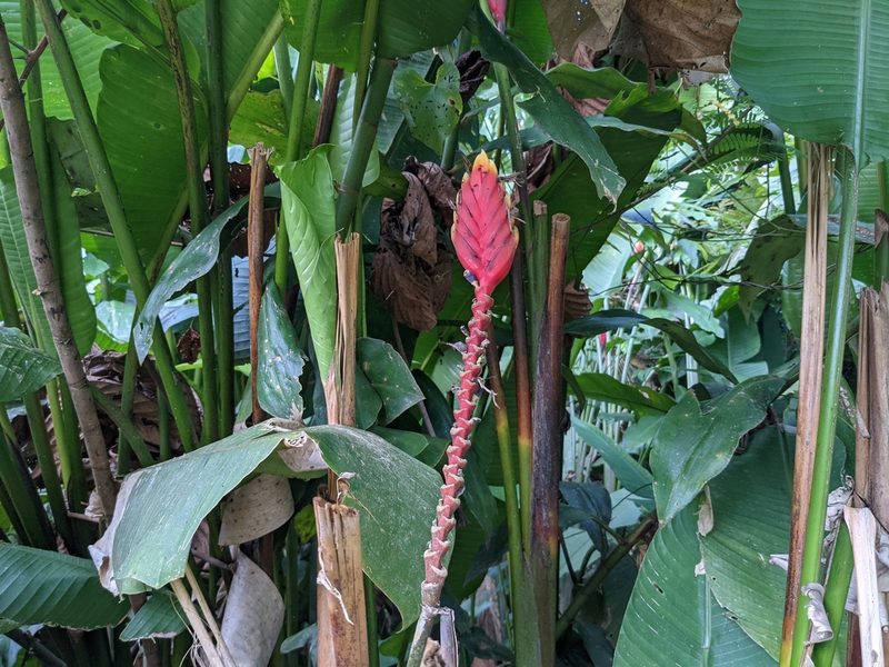Heliconia episcopalis, photographed by Zoltán Stekkelpak