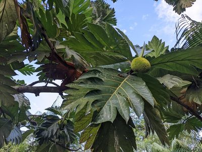 Artocarpus altilis, photographed by Zoltán Stekkelpak