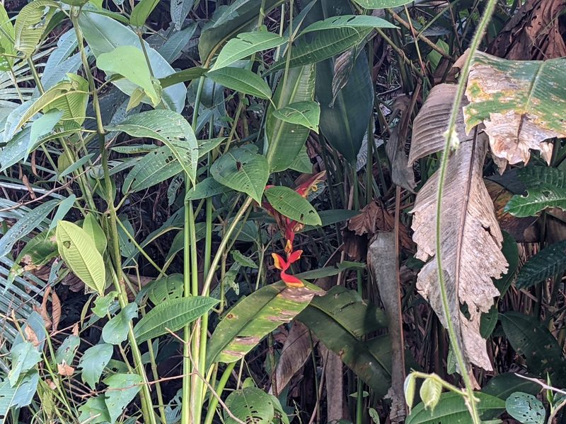 Heliconia marginata, photographed by Zoltán Stekkelpak