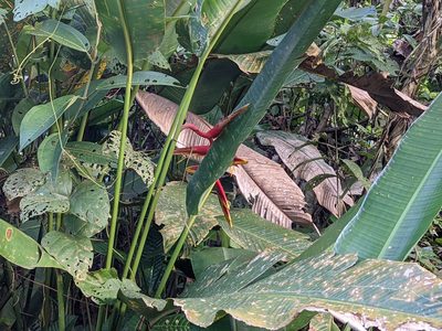 Heliconia marginata, photographed by Zoltán Stekkelpak