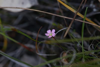 Drosera pulchella, photographed by Hugo Innes