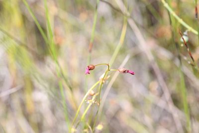 Drosera barbigera, photographed by Hugo Innes