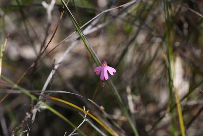 Utricularia multifida, photographed by Hugo Innes