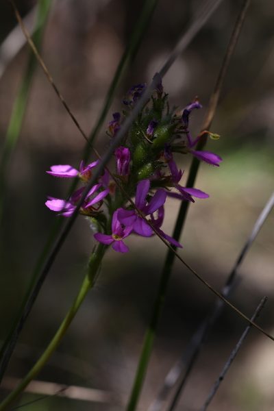 Stylidium hirsutum, photographed by Hugo Innes