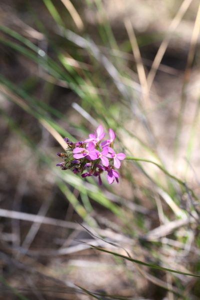 Stylidium hirsutum, photographed by Hugo Innes