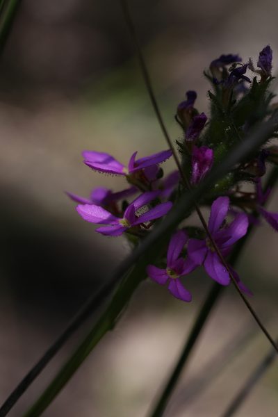 Stylidium hirsutum, photographed by Hugo Innes