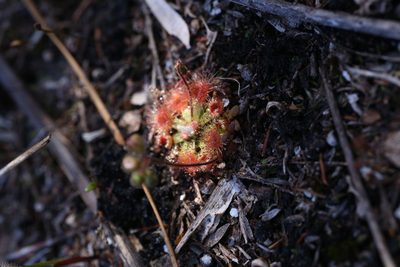 Drosera pulchella, photographed by Hugo Innes