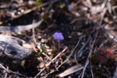 Utricularia simplex, photographed by Hugo Innes
