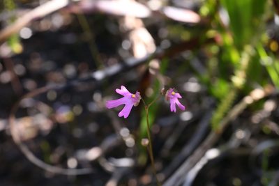 Utricularia multifida, photographed by Hugo Innes