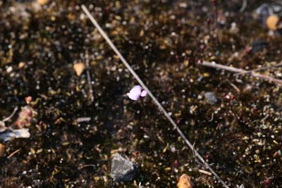 Utricularia simplex, photographed by Hugo Innes