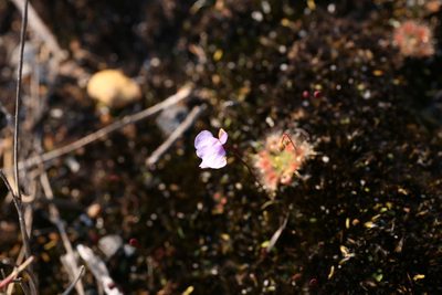 Utricularia simplex, photographed by Hugo Innes