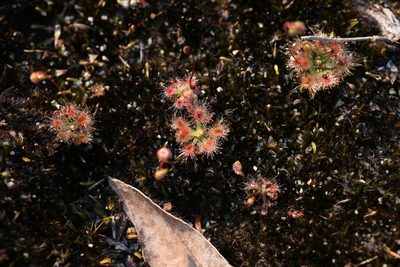 Drosera pulchella, photographed by Hugo Innes