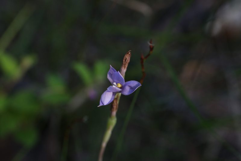 Thelymitra graminea, photographed by Hugo Innes