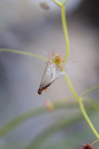 Drosera erythrogyne, photographed by Hugo Innes