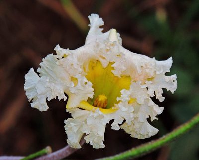 Mandevilla petraea, photographed by Hugo Hulsberg