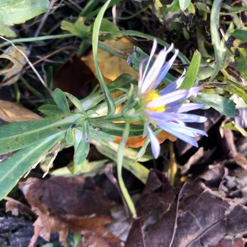 Symphyotrichum novi-belgii, photographed by Jamie VanBuskirk