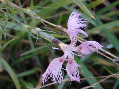 Dianthus hyssopifolius, photographed by Carminda Santos