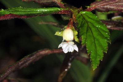 Begonia urticae, photographed by Tom Kennedy