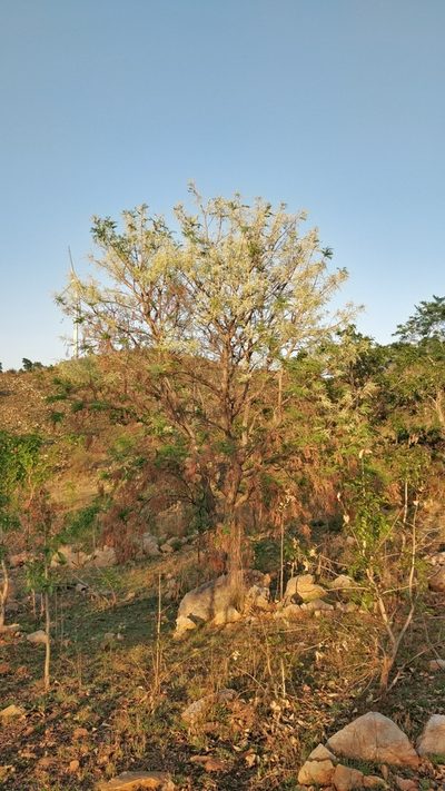 Chloroxylon swietenia, photographed by Suhel Quader