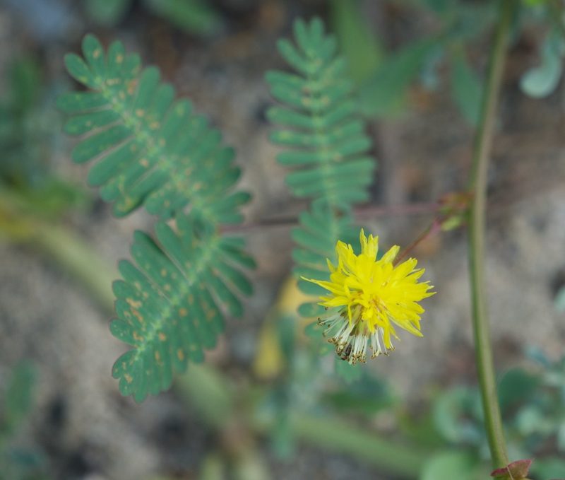 Neptunia plena, photographed by Bill Levine