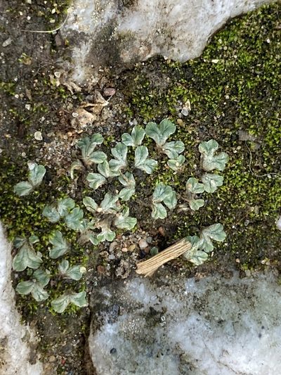 Riccia lamellosa, photographed by Marc Riera