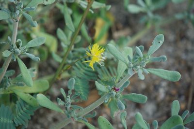 Sesuvium verrucosum, photographed by Bill Levine