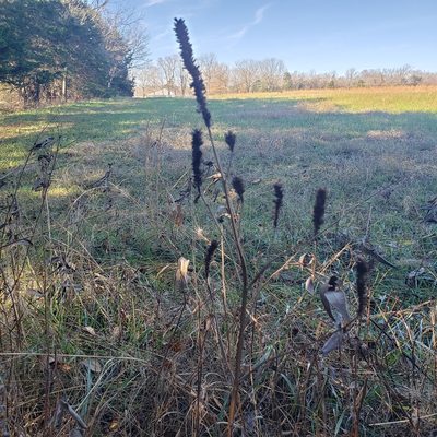 Agastache nepetoides, photographed by Robert Hoard