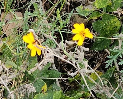 Thelesperma simplicifolium, photographed by kayler09