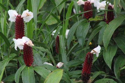 Hellenia speciosa, photographed by Francis Pérez
