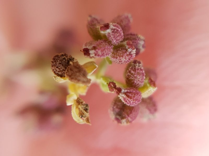 Bupleurum tenuissimum, photographed by Mehdi Chetibi