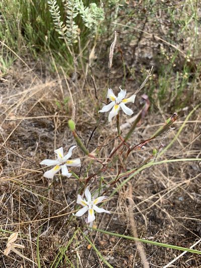 Moraea viscaria, photographed by Dave Richardson