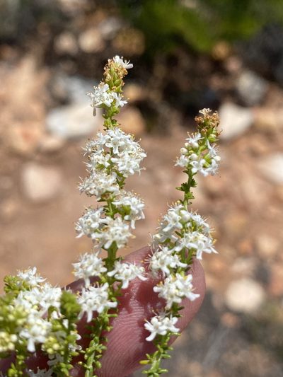 Selago gracilis, photographed by Dave U