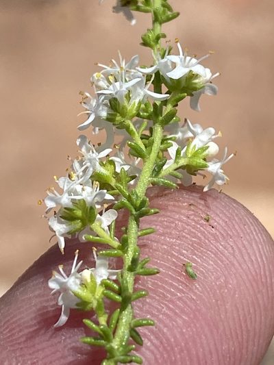 Selago gracilis, photographed by Dave U