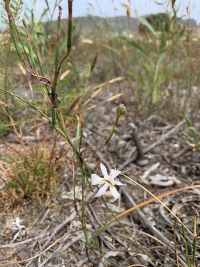 Moraea viscaria, photographed by Dave Richardson