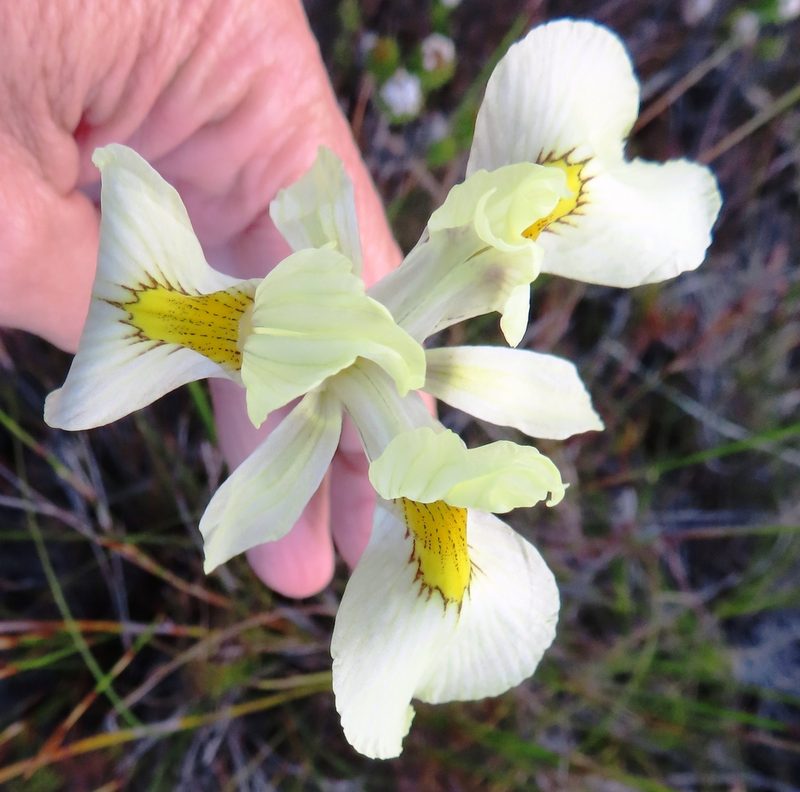 Moraea angusta, photographed by linkie