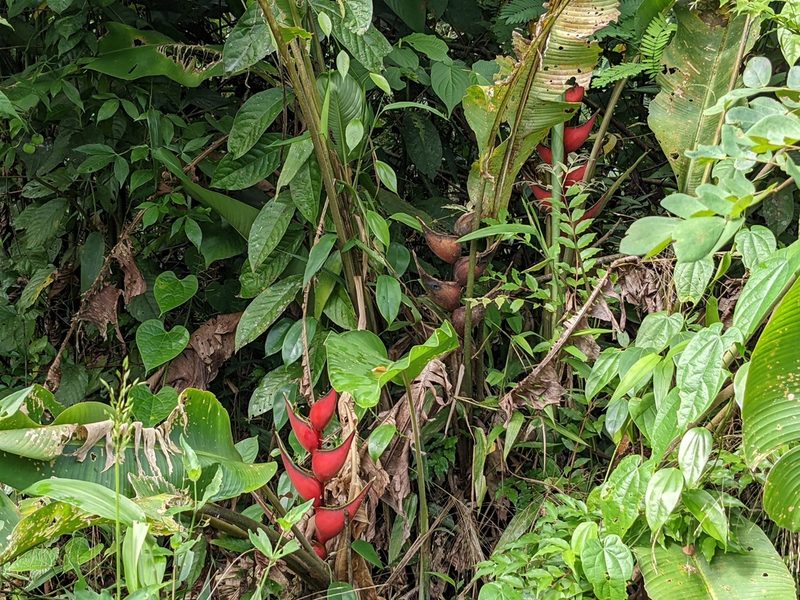 Heliconia orthotricha, photographed by Zoltán Stekkelpak