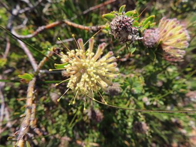 Leucospermum heterophyllum, photographed by linkie
