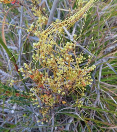 Cuscuta angulata, photographed by linkie